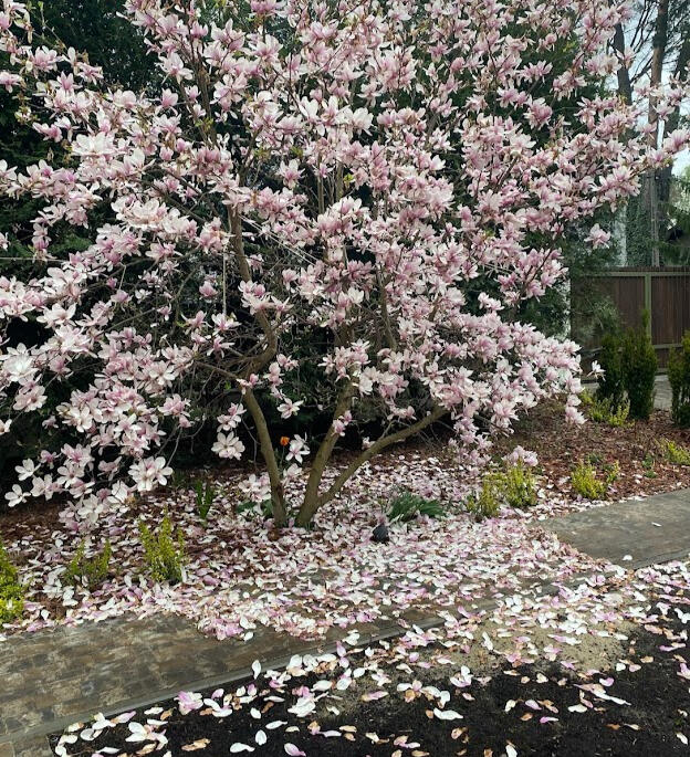 OGRÓD Z ISTNIEJĄCYM ZADRZEWIENIEM